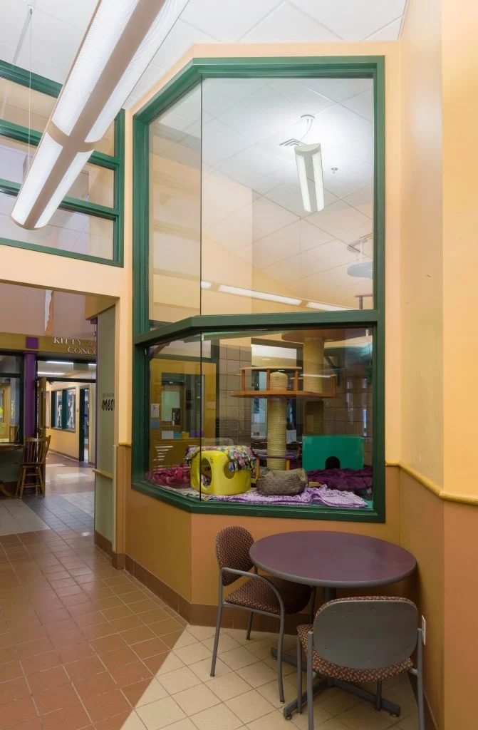 Dane County Humane Society - Cage free cat display