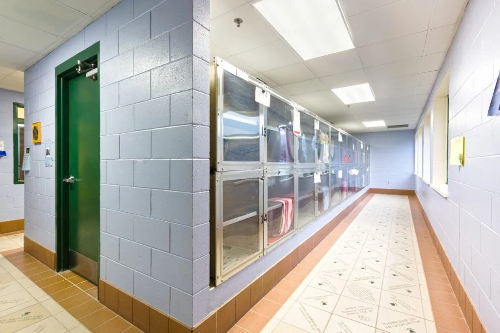 Dane County Humane Society - Cat viewing room with masonry walls