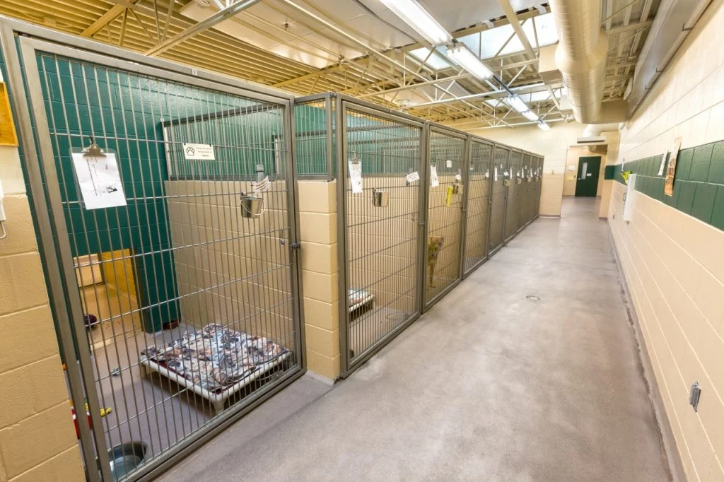 Dane County Humane Society - Dog viewing room