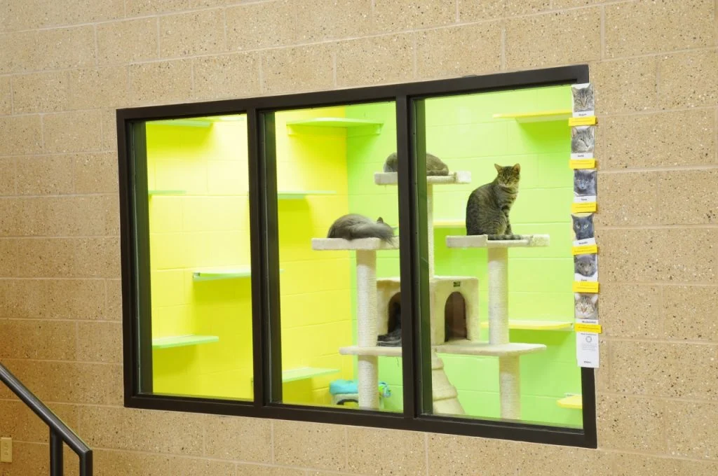 Humane Society of Jefferson County - Cage-free playroom for cats that doubles as a meet and greet room